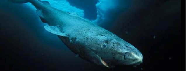 Hulumtimi, peshkaqeni 400-vjeçar<br />vertebrori më jetëgjatë që ekziston