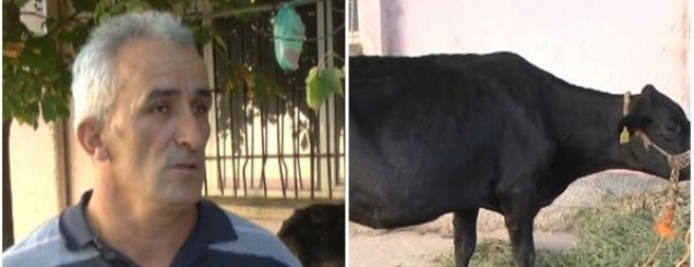 Kukës,protesta e pazakontë e fermerit<br />i fal lopën Ministrisë së Bujqësisë