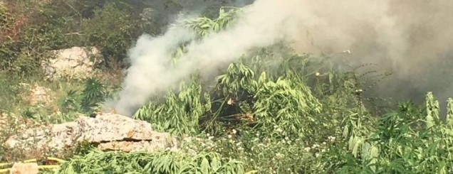 Krujë, asgjësohen 3100 bimë kanabis<br />nis hetimi për arrestimin e autorëve