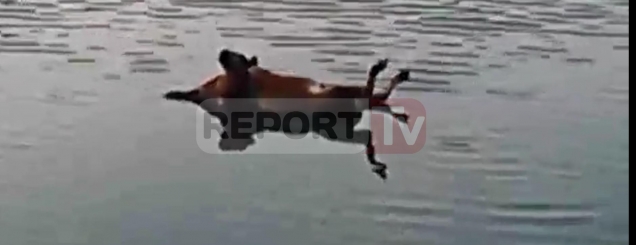 Lopa e ngordhur &ldquo;noton&rdquo; në liqenin e<br />Fierzës, banorët: Rrezik për epidemi