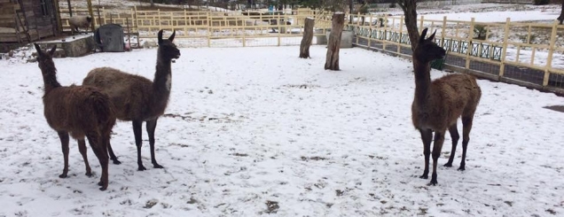 FOTO/Bora, ja çfarë ndodhi sot<br />me kafshët e Kopshtit Zoologjik
