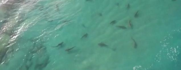 Pamje me dron, peshkaqenët<br />pushtojnë Mesdheun/VIDEO