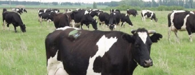 Dermatoza nodulare, Ministria e<br />Bujqësisë çon 60 lopë në Bulqizë