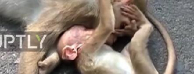 Video prekëse/ Majmuni i vogël<br />'vajton' nënën që i ka vdeku