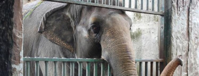 Elefanti “depresiv” i vetëm në<br />kopshtin zoologjik prej 35 viteve...