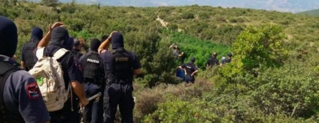 ​Kanabisi, Përgjegjësi do mbajnë<br />kryeplaku, polici e kryebashkiaku