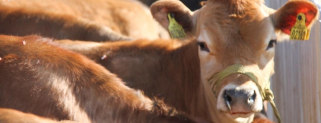 Dermatoza Nodulare, shpërndahen<br />41 lopë në Bashkinë e Kavajës