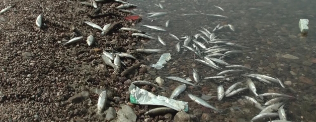 Katastrofë ekologjike në liqenin e <br />Kukësit, peshq të ngordhur në breg