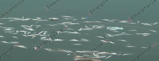 Peshqit e ngordhur në liqenin e Kukësit<br />Bujqësisa: I kanë hedhur peshkatarët
