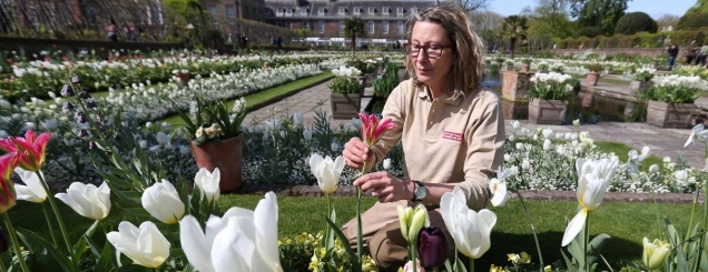 ‘Rijetëzohet’ princeshë Diana,12 mijë<br />lule në nder të saj tek ish- shtëpia 