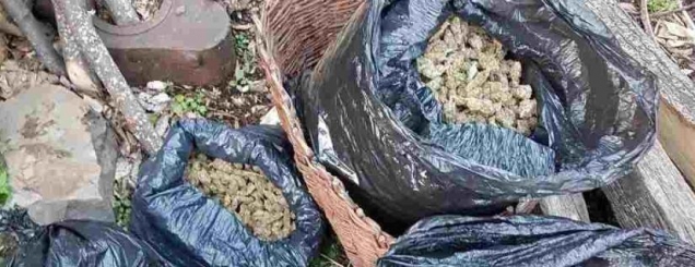 Kapet 30-vjeçari me 18 kg kanabis<br />e kishte futur në qese plasmasi