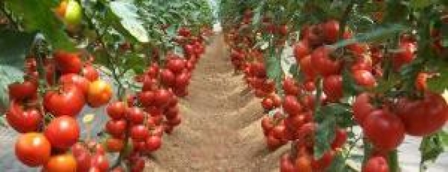 Klodian Tomorri: Ky është terrorizëm<br />dhe po iu merr jetën shqiptarëve