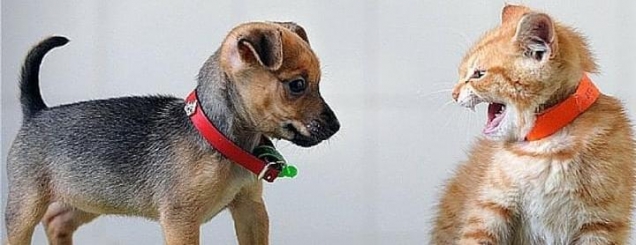 ​Çfarë të mbani qen apo mace?<br />Ja çfarë sygjerojnë doktorët