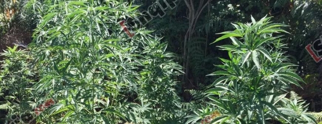 Vlorë, asgjësohen 100 rrënjë kanabis<br />në Drashovicë, arrestohet kultivuesi