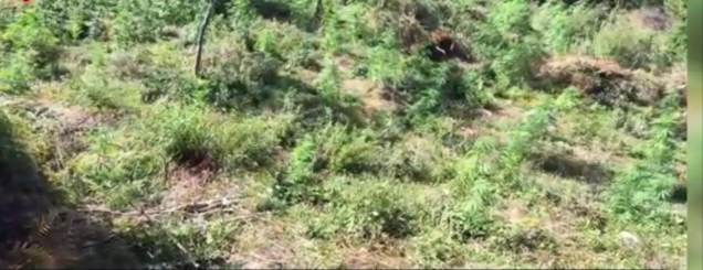 Tepelenë, asgjësohen 1750 bimë<br />kanabis, arrestohen dy persona