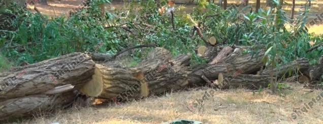 Priten pemët në parkun &lsquo;Rinia&rsquo;<br />në Elbasan, revoltohen qytetarët