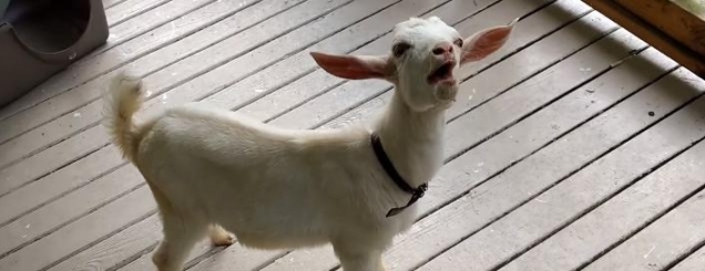 Reagimi i kecit pasi ka provuar<br />akullore për herë të parë /VIDEO