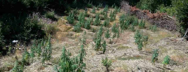 Shkodër, gjenden 130 bimë kanabis<br />në Pult, policia: Kishin mbirë vetë