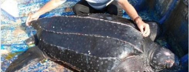 ​Nga Atlantiku në Patok, kapet<br />breshka gjigante 400 kg /Foto