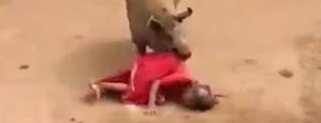 ​Foto/Indi, derrat sulmojnë dhe <br />bëjnë për spital 60-vjeçaren