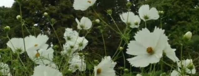 Londër, një kopsht me lule të bardha<br />në kujtim të Lady Dianës/VD