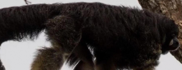 FOTO/ Konsiderohej i zhdukur prej<br />80 vitesh, shfaqet majmuni misterioz