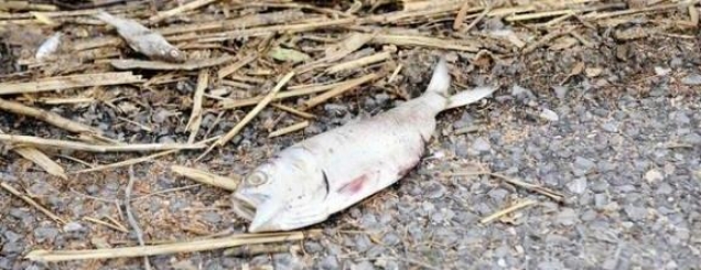 75% e peshqve n&euml; uj&euml;rat e &euml;mbla<br />k&euml;rc&euml;nohen nga nd&euml;rtimi i HEC-eve