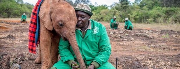Dashuri e siguri, kjo i ofrohet <br />​një elefanti të vogël në Kenia