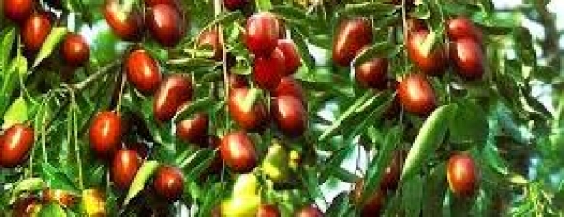 Hidet shqiptare kalojn&euml; Paq&euml;sorin<br />shkojn&euml; n&euml; SHBA e Australi<br>
