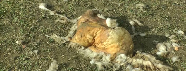 Rrezik epidemie, mbetjet shtazore<br />hidhen rrugëve të Elbasanit<br>
