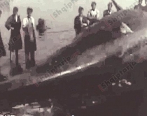 Historia e 1958/Kur bregdetin e<br />Durrësit e "pushtuan" balenat<br /><br>
