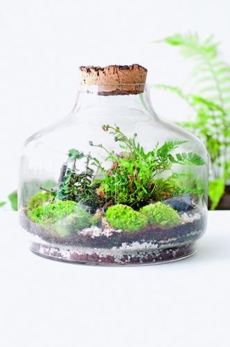 Tendenca më e re e gjelbër, kopshte<br />në shishe mbi tryezën e shtëpisë<br>