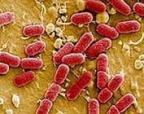 Super bakteret <br />kërcënojnë Europën