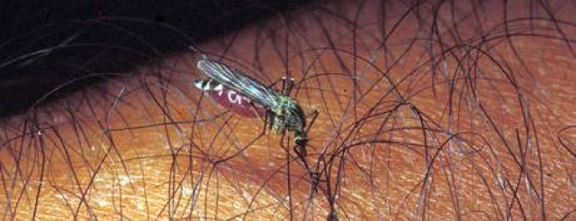 Zbulohet vaksina e re<br />kundër malaries