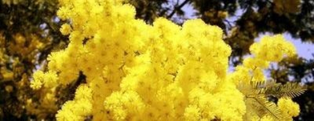 Energjia e gruas, burimi <br />natyror më i çmua