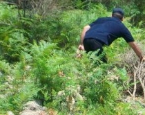 Operacion antidrog&euml; edhe n&euml; qarkun<br />e Durr&euml;sit asgj&euml;sohen 2300 rr&euml;nj&euml;&nbsp;