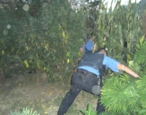 Lazarat, arrestohen burrë e grua <br />Kultivonin drogë mes misrave