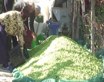 Fier, kultivuesit e ullirit e mbyllin vitin<br />me humbje, shkak moti e pesticidet