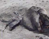 Gjendet skeleti i nj&euml; "p&euml;rbind&euml;shi"<br />9 metra t&euml; gjat&euml; n&euml; Zeland&euml;n e Re