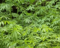 Vlor&euml;, arrestohet nj&euml; 42-vje&ccedil;,<br />&euml;sht&euml; kapur me 21 kg drog&euml;