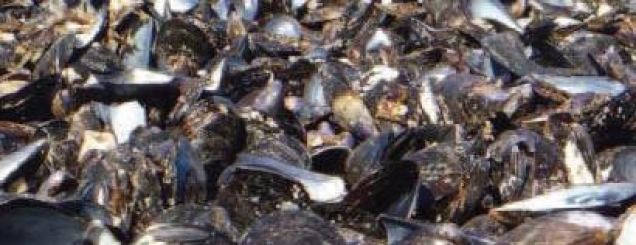 Butrint, i nxehti ngordh midhjet <br />Panariti: Nuk ka më për këtë vit