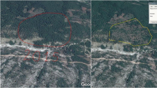 Masakra mjedisore/ Si u zhduk pylli në Zagori brenda dy vitesh, bashkia Libohovë përgjegjëse
