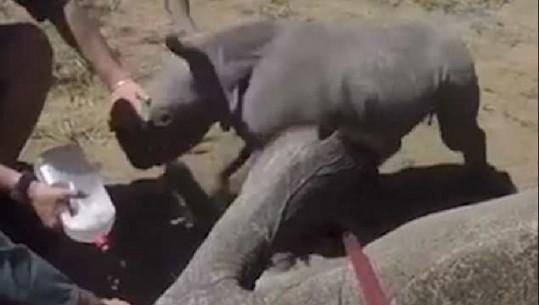 Rinoceronti i vogël mbron nënën e tij: 'Lëreni të qetë atë!'/VD