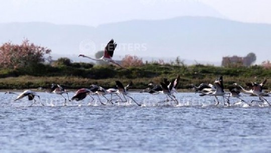 Reuters, foto të mrekullueshme me pelikanët dhe flamingot e Divjakës