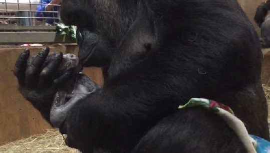 VIDEO/ Mamaja Gorillë puth butësisht beben e saj të porsalindur në Koshptin Zoologjik