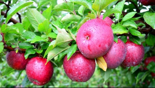 Të preferuarat e sheikëve, mollët shqiptare drejt tregjeve arabe