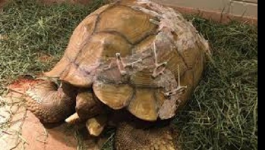 Breshka thyen guaskën, kushton 4 mijë dollarë “riparimi” i saj