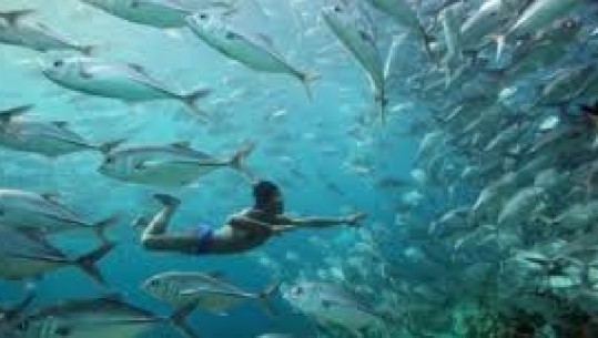 Fisi i “njerëzve peshq”, qëndrojnë 13 minuta nën ujë pa marrë frymë
