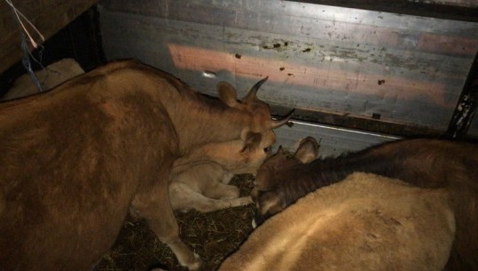 Ndalohen në Sarandë dy mjete me lopë të pa regjistruara, AKU: Mishi i tyre, i rrezikshëm