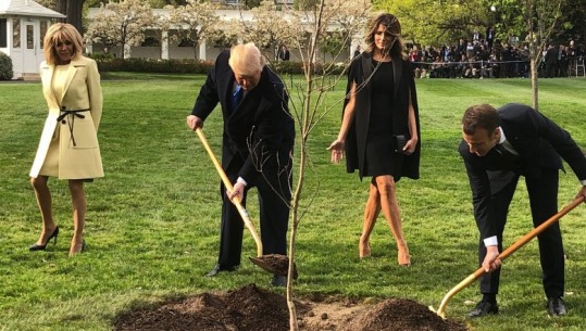 Zbulohet misteri/Ja ku përfundoi pema që mbollën Trump dhe Macron